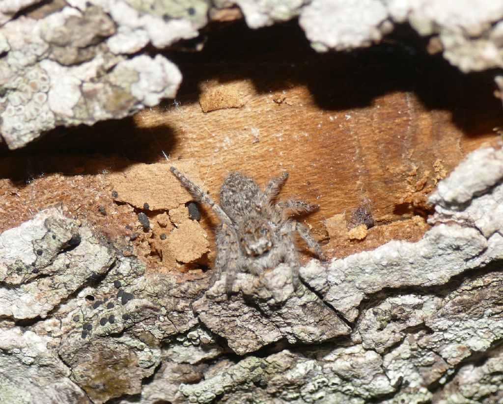 Philaeus chrysops  - Monti della Tolfa (RM)